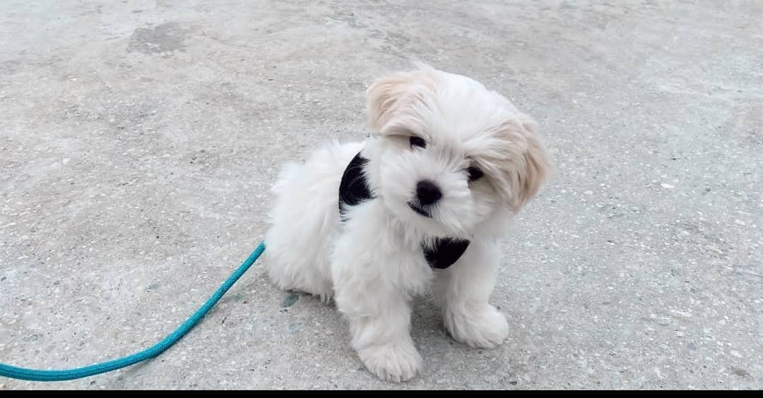 WhatsApp Image 2024-03-18 at 14.56.51