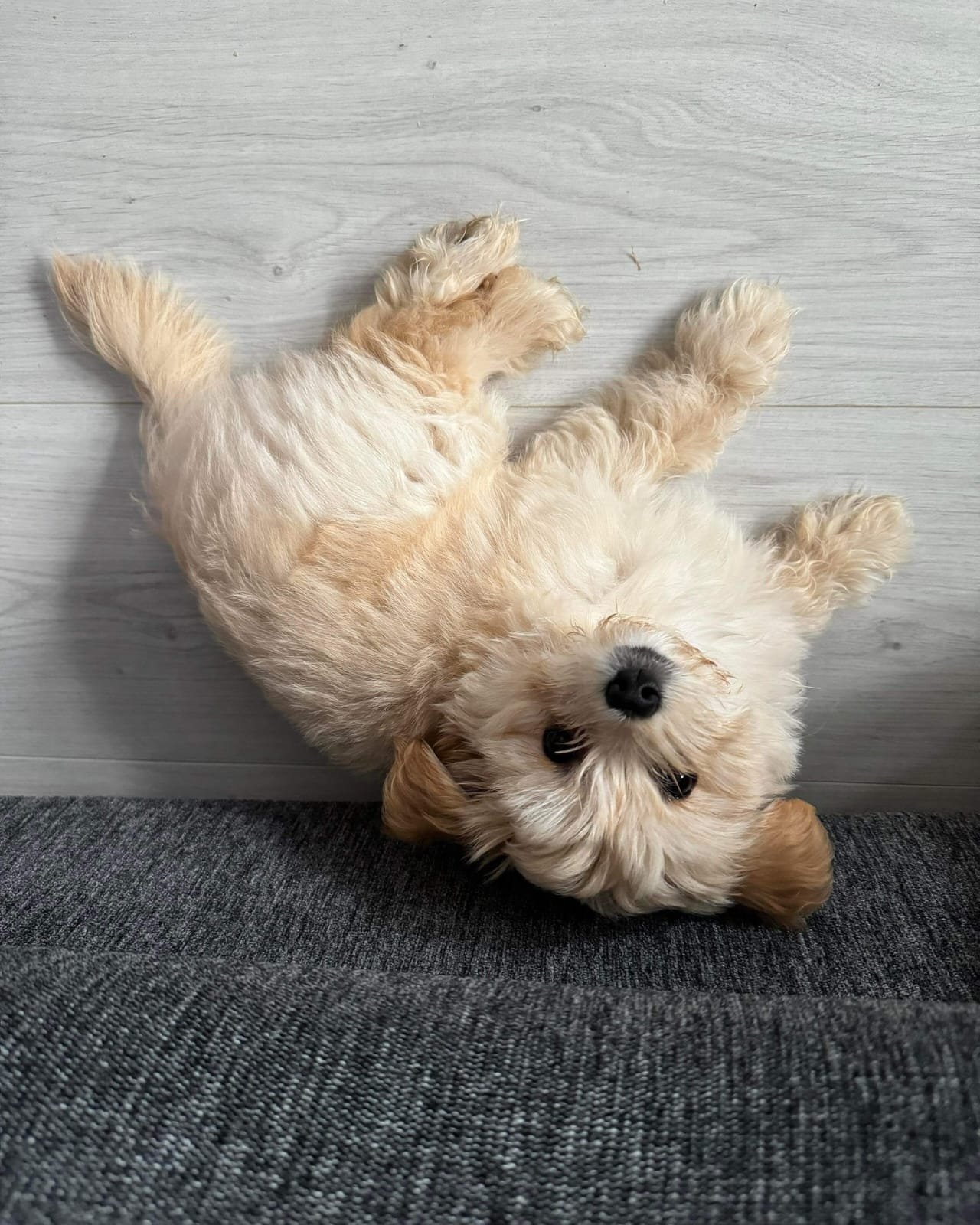 WhatsApp Image 2024-10-12 at 3.43.52 PM