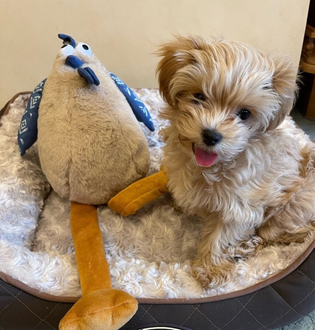 4a21380c-6588-4d4d-9f3a-df48e01ca2ef