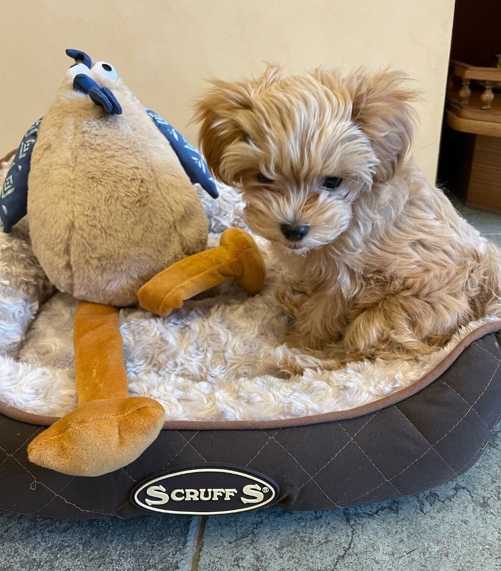 aa458191-e030-4539-9cb8-caad770ceb87