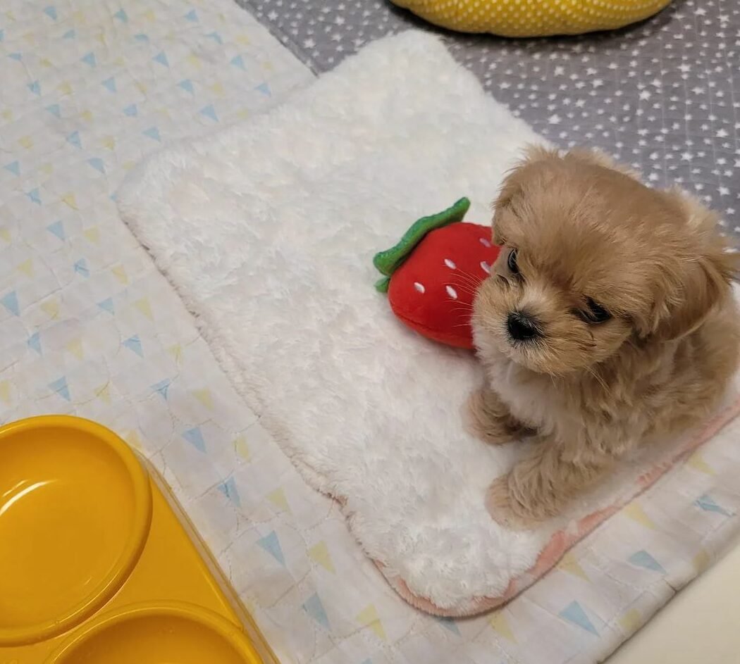 b9c0d911-aee4-42c5-993c-2ebc5240cf01