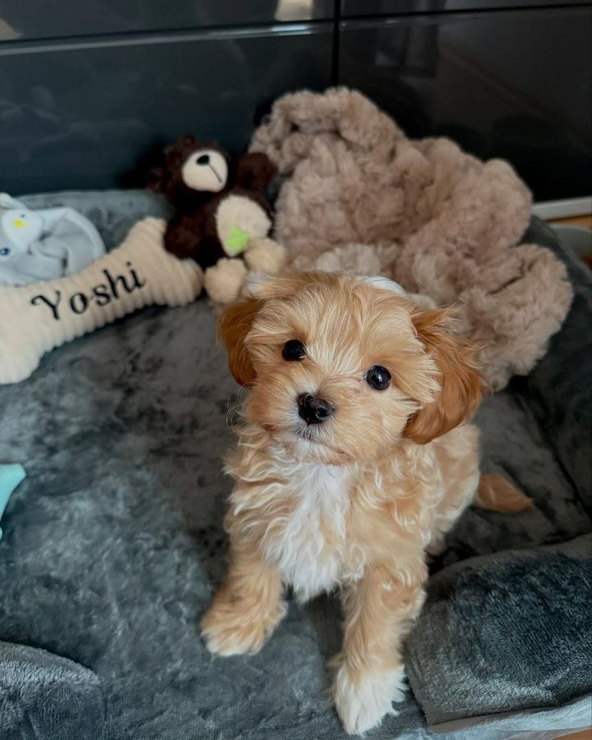 WhatsApp Image 2026-02-03 at 7.45.51 AM