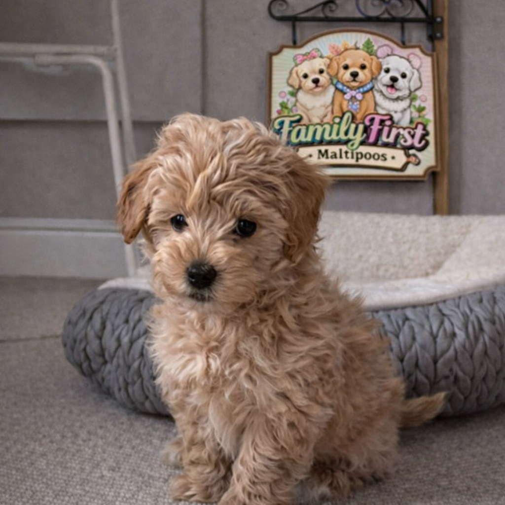 ChatGPT Image Mar 22, 2026, 11_35_13 PM